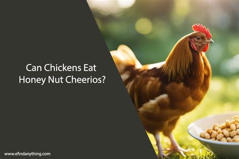 Can Chickens Eat Honey Nut Cheerios? Exploring the Feathered Gourmet's Diet