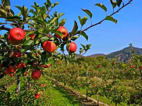 Do You Need Two Apple Trees to Produce Fruit, or Can One Tree Dream Alone?