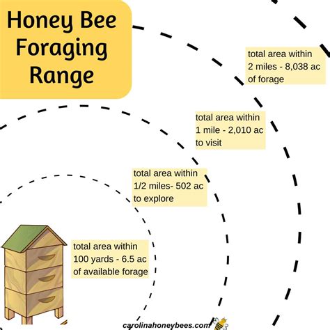 How Far Do Honey Bees Travel from the Hive: A Journey Through Pollen and Paradox