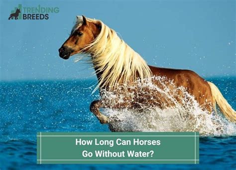 How Long Can a Horse Go Without Food: And Why Do They Dream of Carrots?