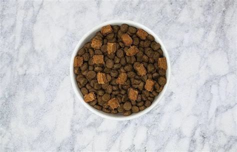 How Long Can You Leave Wet Dog Food Out: A Symphony of Time and Taste