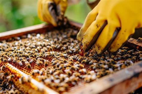 How Often Can You Harvest Honey: A Sweet Symphony of Timing and Technique