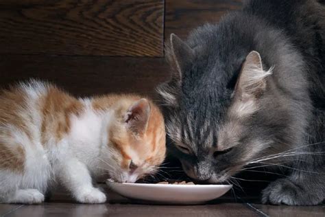 Is It Okay for Kittens to Eat Adult Cat Food? And Why Do Cats Always Land on Their Feet?