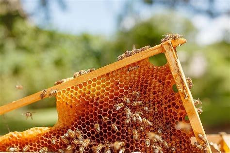 Is Peanut Butter and Honey Good for You? And Why Do Bees Always Seem to Know What They're Doing?