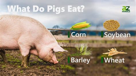 What Food Do Pigs Eat: Exploring the Culinary World of Swine and Beyond