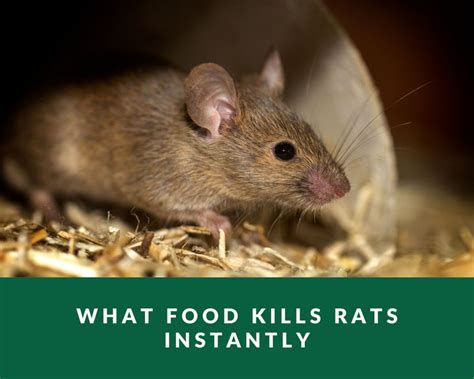 What Food Kills Rats Instantly: Exploring Myths and Realities