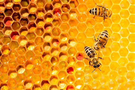 What Kind of Bees Make Honey, and Why Do They Dance in the Rain?