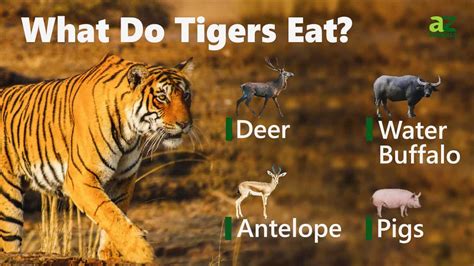 Who Eats Tiger in the Food Chain: A Paradox of Nature and Imagination